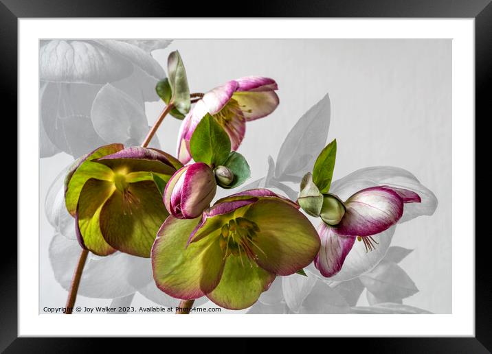 Hellebore flower study Framed Mounted Print by Joy Walker