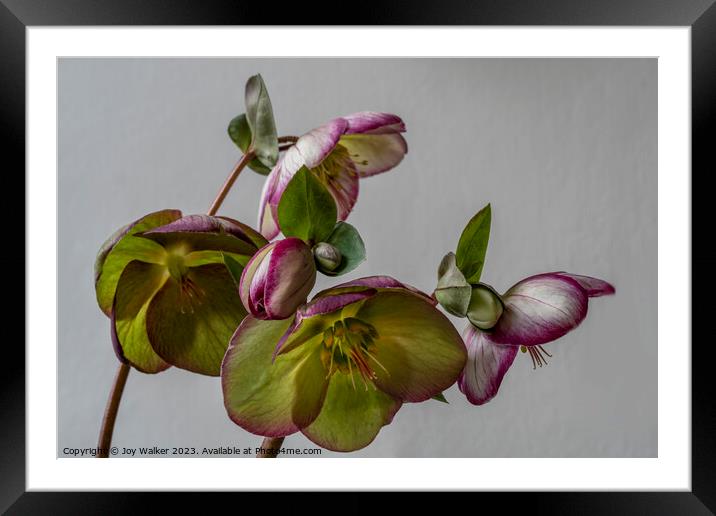 Plant flower Framed Mounted Print by Joy Walker
