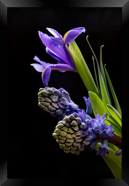 Iris flowers and Hyacinth flowers Framed Print by Joy Walker
