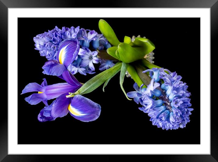 Hyacinths and Iris blooms Framed Mounted Print by Joy Walker