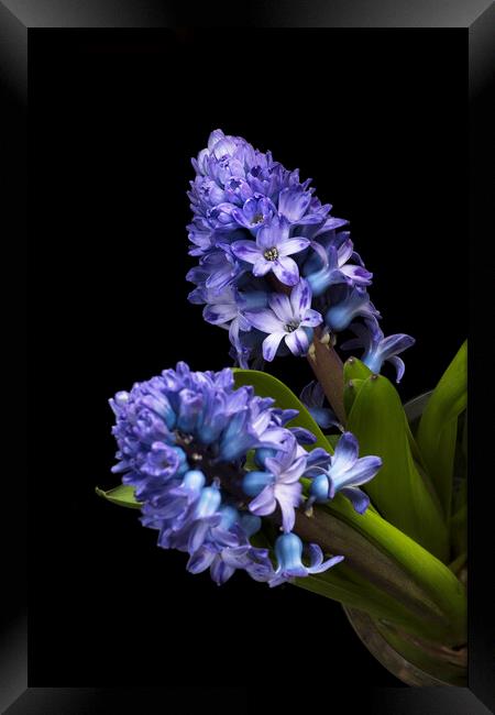 Two Blue Hyacinth flowers Framed Print by Joy Walker