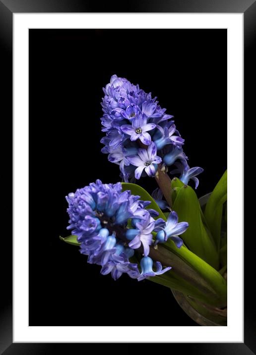 Two Blue Hyacinth flowers Framed Mounted Print by Joy Walker