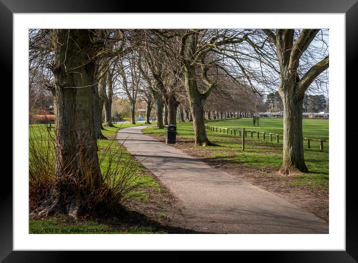 An avenue of trees in Evesham, Worcestershire, Uk Framed Mounted Print by Joy Walker