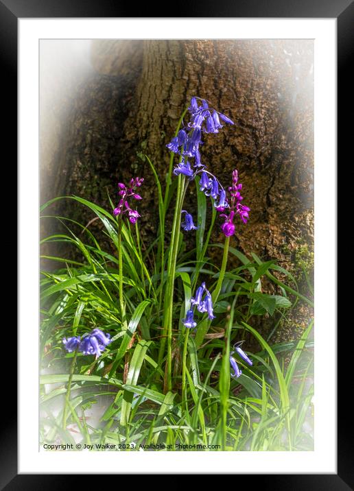 Bluebells and orchids Framed Mounted Print by Joy Walker