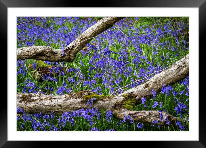 Bluebells flowers Framed Mounted Print by Joy Walker