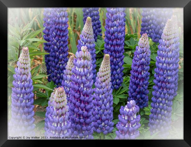Blue lupins with a white vignette Framed Print by Joy Walker