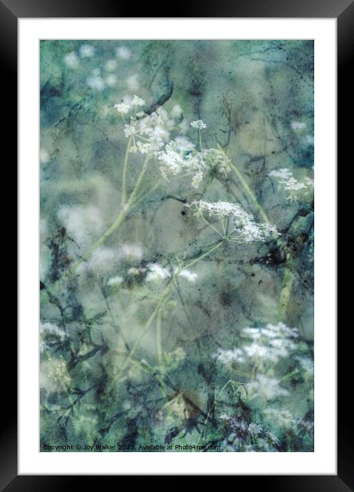 Cow parsley design Framed Mounted Print by Joy Walker