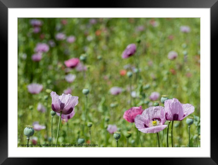 A field of poppies in various colors Framed Mounted Print by Joy Walker