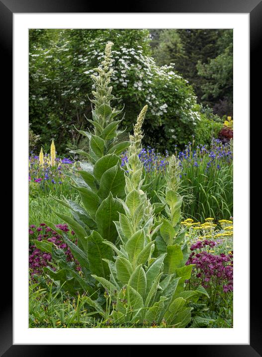 A flower border with tall verbascum Framed Mounted Print by Joy Walker