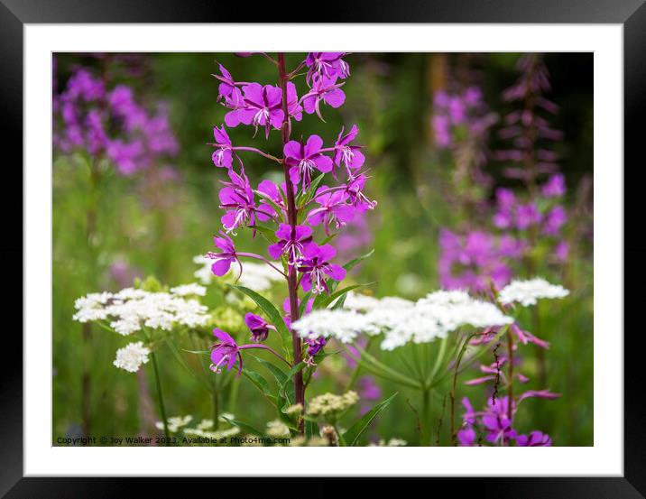 Pink rosebay willow herb flowers in a wild setting  Framed Mounted Print by Joy Walker