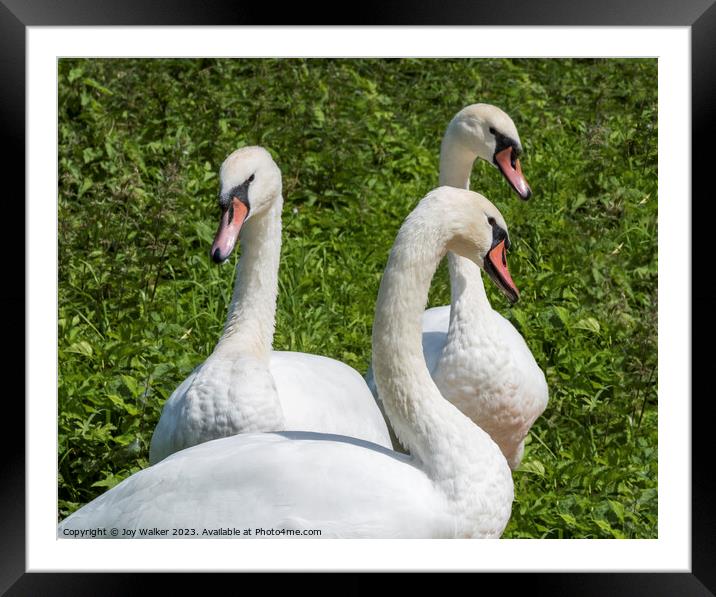 Three mute swans together resting on the river bank Framed Mounted Print by Joy Walker