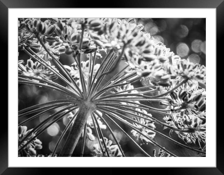 Cow parsley flower head with seeds Framed Mounted Print by Joy Walker