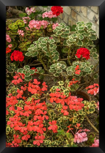 Flowering geraniums in greenhouse setting Framed Print by Joy Walker