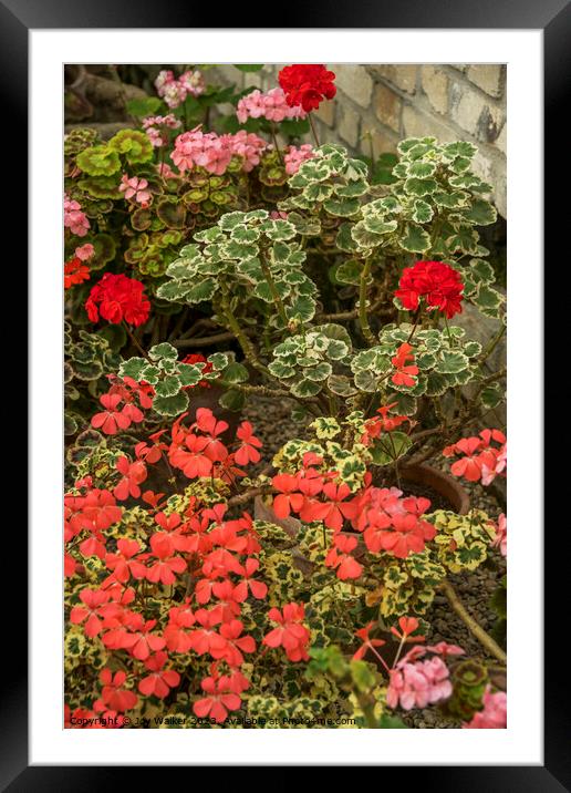 Flowering geraniums in greenhouse setting Framed Mounted Print by Joy Walker