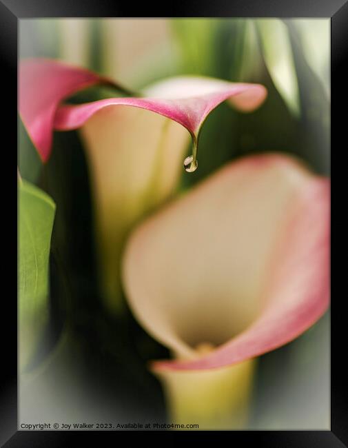 Calla lily flowers   Framed Print by Joy Walker