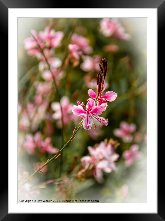 Plant tree Framed Mounted Print by Joy Walker