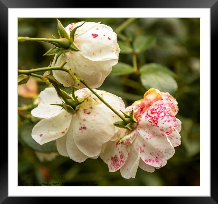 Drooping rose blossoms after a rain storm Framed Mounted Print by Joy Walker