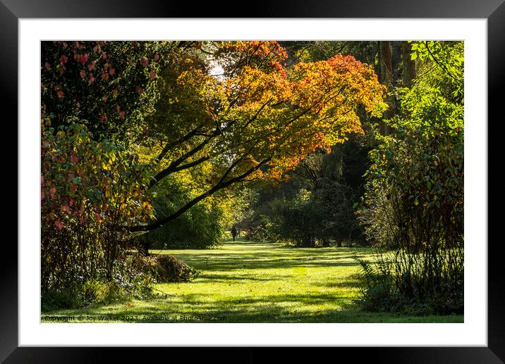 A woodland scene in the autumn sunshine Framed Mounted Print by Joy Walker