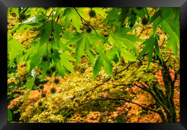 Leaves and seeds of a Platanus Orientalis tree Framed Print by Joy Walker