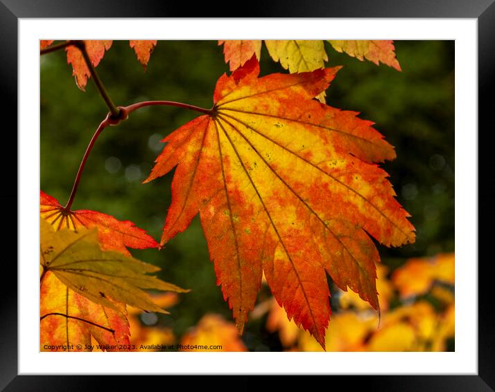 Maple leaves as they change color in the fall sunshine Framed Mounted Print by Joy Walker