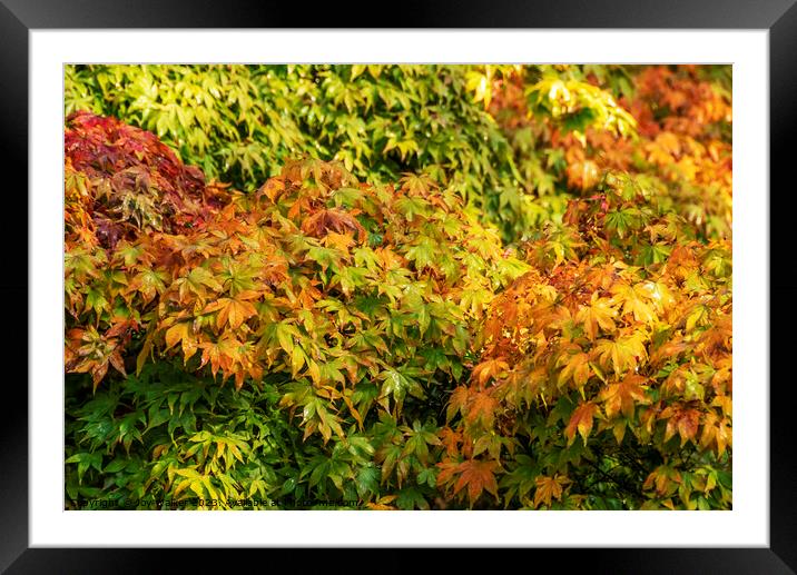 Acer leaves in the fall Framed Mounted Print by Joy Walker