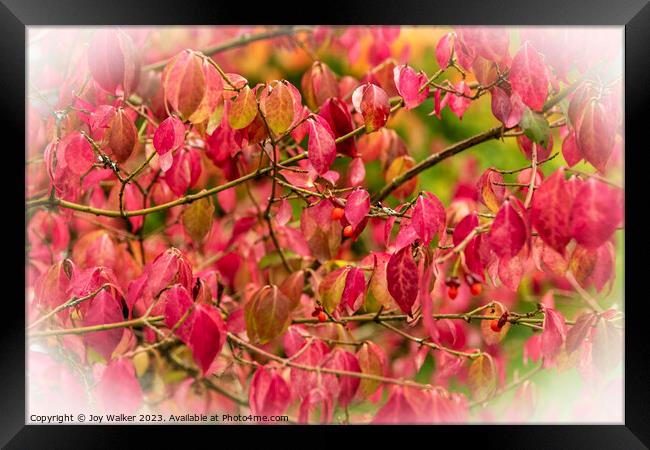 Red Euonymus leaves Framed Print by Joy Walker