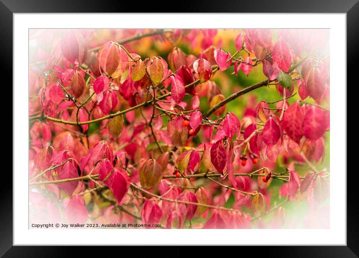 Red Euonymus leaves Framed Mounted Print by Joy Walker