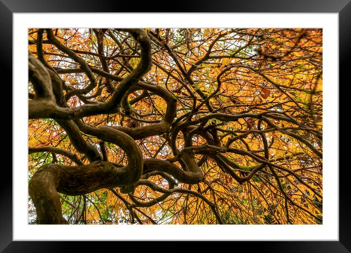 An acer tree,looking up into the canopy  Framed Mounted Print by Joy Walker