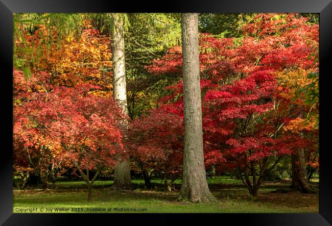 Acer trees in a woodland setting with all their vibrant colors of fall Framed Print by Joy Walker