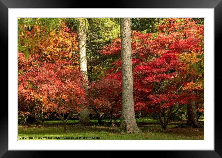 Acer trees in a woodland setting with all their vibrant colors of fall Framed Mounted Print by Joy Walker