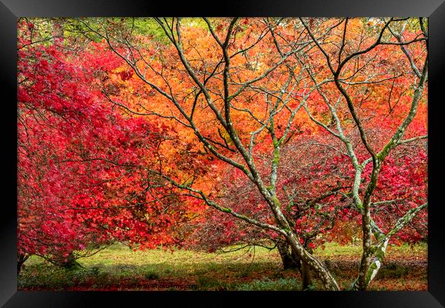 Two red acer trees in the autumn colors Framed Print by Joy Walker
