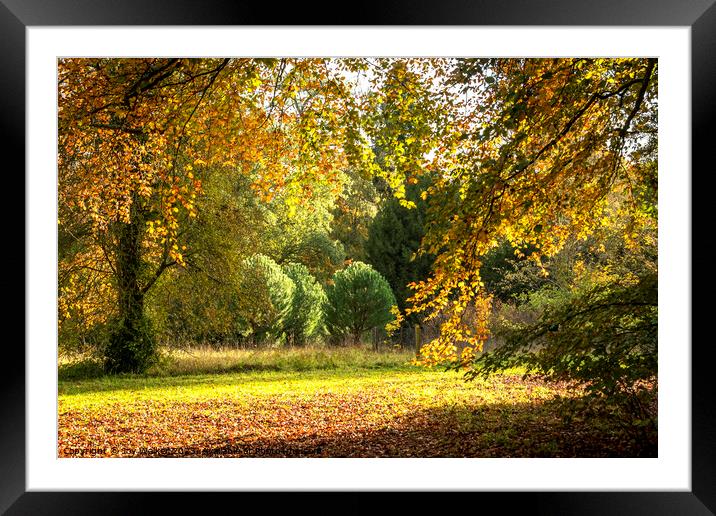 A woodland view in the fall sunshine Framed Mounted Print by Joy Walker