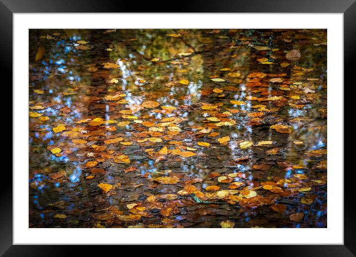 A pool of water with tree reflections and floating leaves Framed Mounted Print by Joy Walker