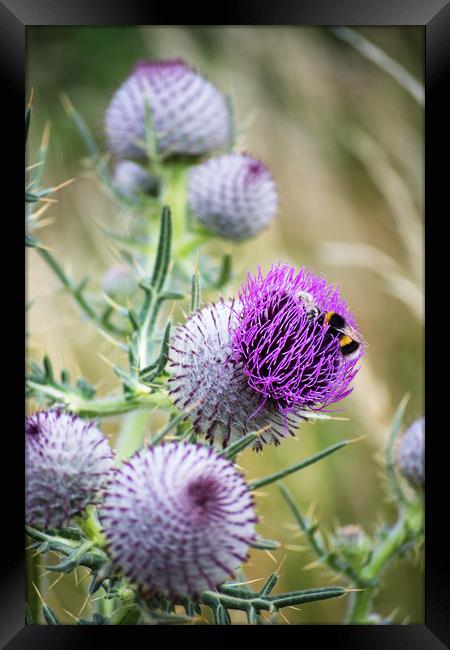 Two Bees on a large Thistle flower head Framed Print by Joy Walker