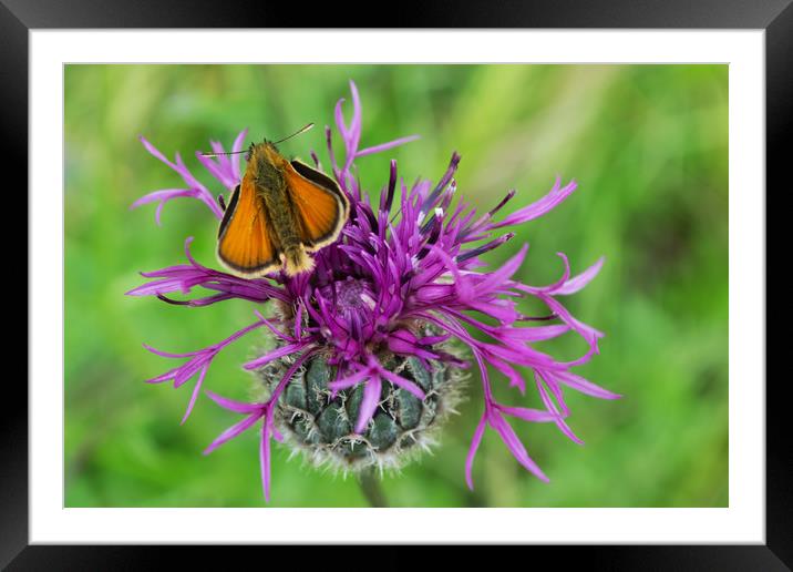 Small Skipper Butterfly resting on Knapweed flower Framed Mounted Print by Joy Walker