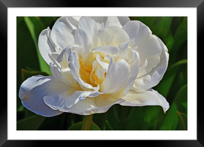 Tulip flower in full bloom Framed Mounted Print by Joy Walker