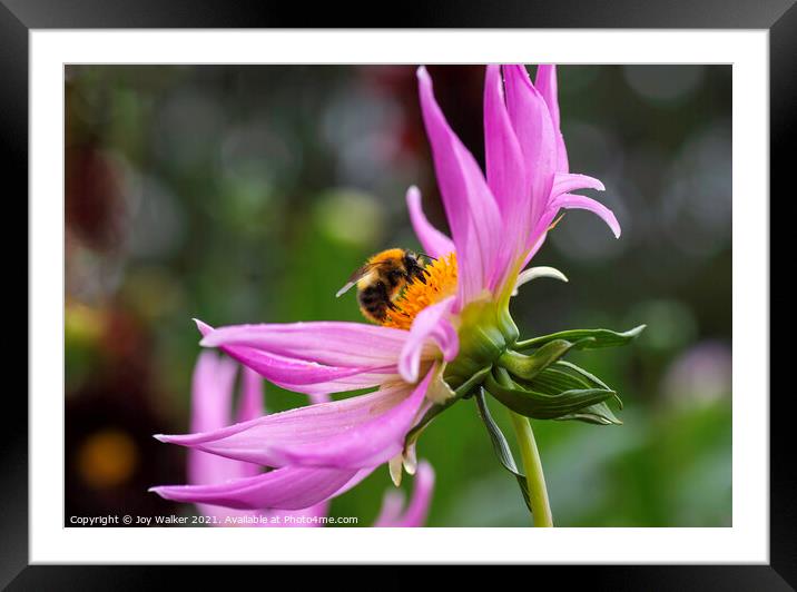 A close up of a Dahlia flower with a bee Framed Mounted Print by Joy Walker