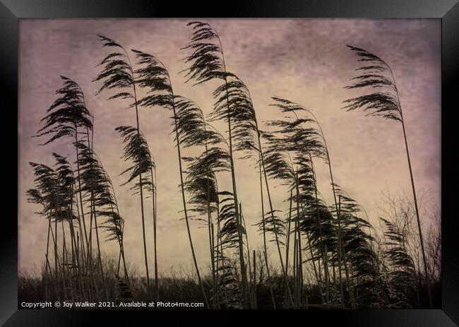 Tall reed grasses on a river bank near Oxford, blowing in the wind Framed Print by Joy Walker