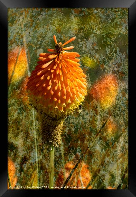 The Red Hot Poker flower  Framed Print by Joy Walker