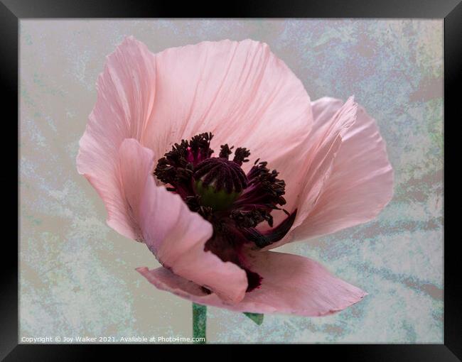 A single pink poppy Framed Print by Joy Walker