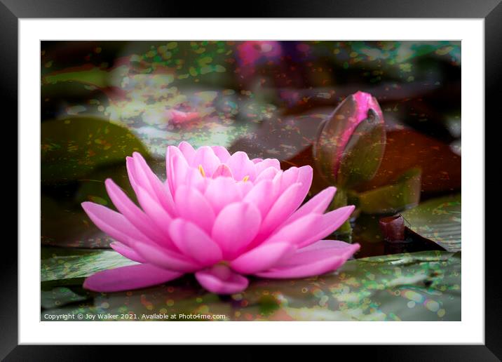 A Single Pink Water Lily Bloom  Framed Mounted Print by Joy Walker