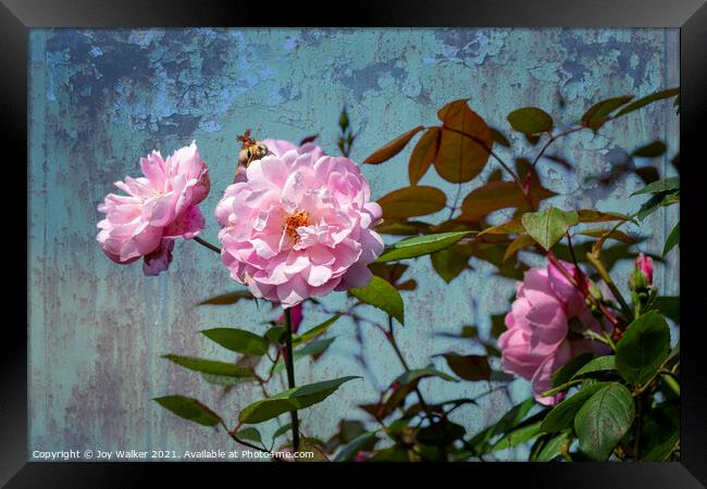 A large pink rose flowering  Framed Print by Joy Walker