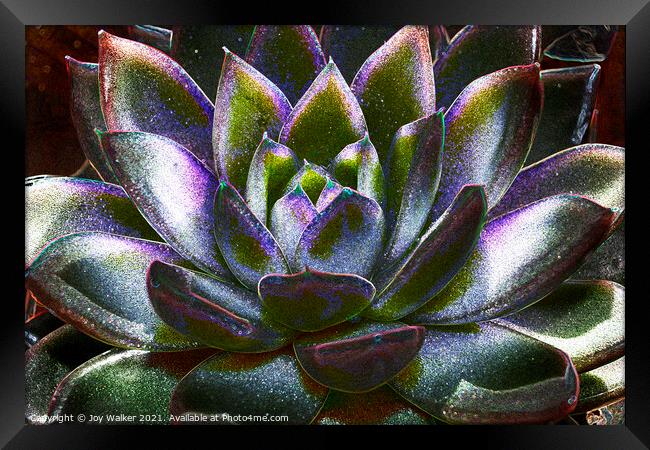 Sempervivum plant Framed Print by Joy Walker
