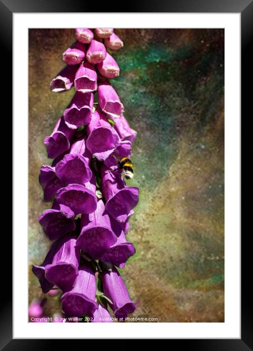 A single foxglove flower with a bee Framed Mounted Print by Joy Walker