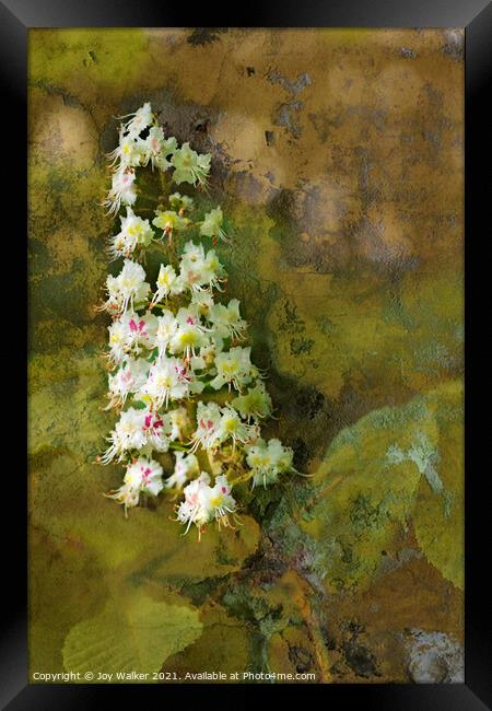 A Chestnut tree bloom Framed Print by Joy Walker