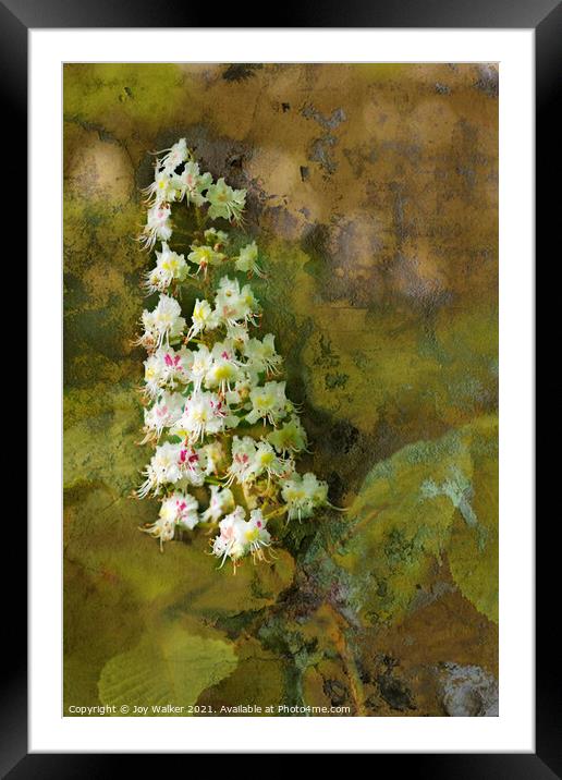 A Chestnut tree bloom Framed Mounted Print by Joy Walker
