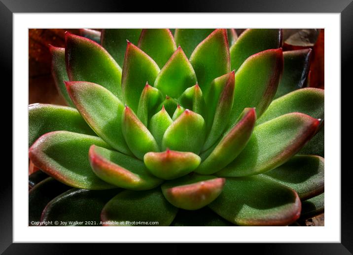 Sempervivum plant in close-up Framed Mounted Print by Joy Walker