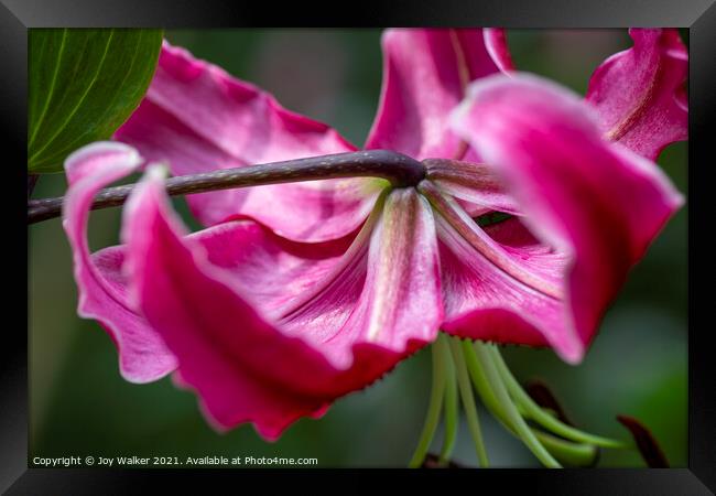 A single pink lily flower in full bloom Framed Print by Joy Walker