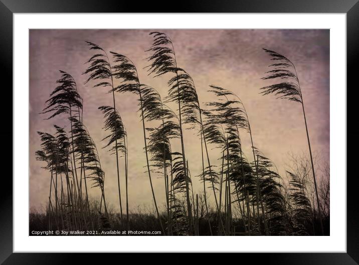 Tall reed grasses on a river bank near Oxford, blowing in the wind Framed Mounted Print by Joy Walker