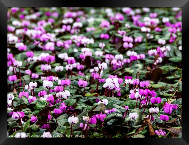 A carpet of pink and white Cyclamen flowers Framed Print by Joy Walker
